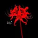 shura