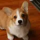 aaa