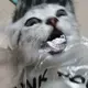 gamer
