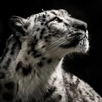 hu的头像 - 白鱼小栈