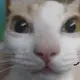 虾耳瞒特