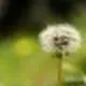 15435