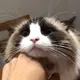 柚子很惨