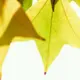 halala