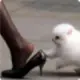 小李