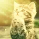 双子宅猫