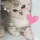 yinzi