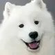 要养萨摩耶