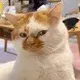 artibunny615的头像