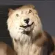 占