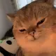 eegg