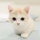 喵喵