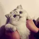 苏梦枕