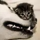 1123
