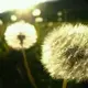 小花