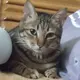 六河萌新