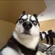 陈