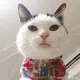 李大大