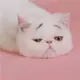 用户列表