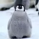 小秘密你还要