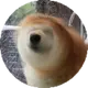 茶备案的头像