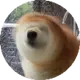 茶备案的头像