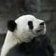 BUSY, SHENG的头像