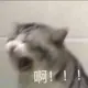 liqinyt
